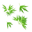 Set of green carved leaves isolated on transparent background.background. Artemisia vulgaris, the common mugwort have been used medicinally and as culinary herbs. Design elements.
