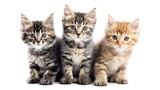 Fototapeta Koty - Three adorable cat kittens, in various colors, stand and sit together on a white background, Ai Generated.