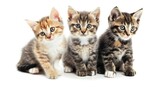 Fototapeta Koty - Three adorable cat kittens, in various colors, stand and sit together on a white background, Ai Generated.