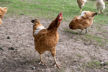 Wall Mural - chicken and hens