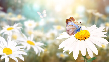 Aufkleber - Wild flowers of chamomile in a meadow on sunny nature spring background. Summer scene with butterfly and camomile flower in rays of sunlight. Close-up or macro