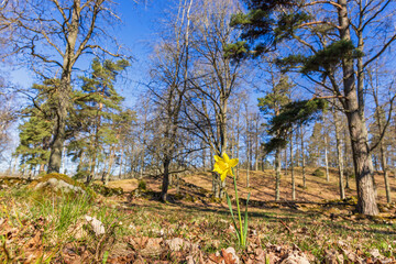 Wall Mural - Spring landscape with a flowering wild Daffodil