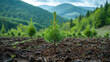 Planting new trees. planting new trees in an open area of a mountain. conifer trees. 