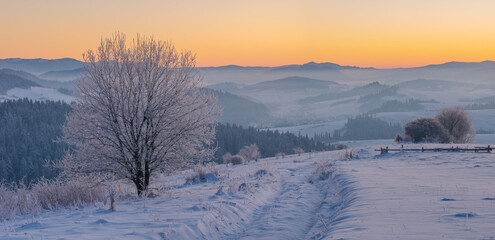 Wall Mural - Extremely frosty mountain landscape at sunrise.Pieniny mountain,Poland