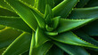 Aloe Vera plant close up. Natural green background.