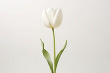 Tulip On White Background