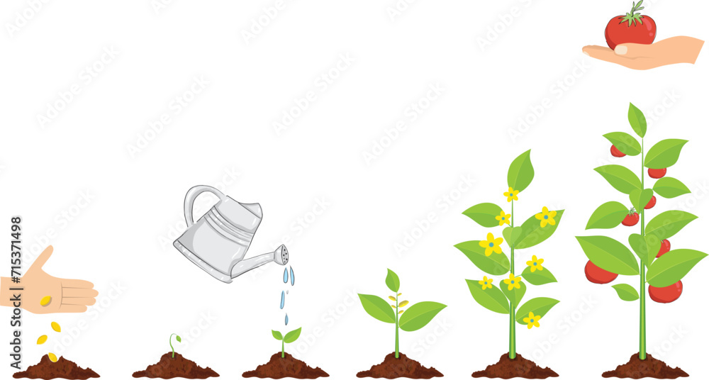 Life cycle of tomato plant, leaf, flower and fruit stages. Stock Vector ...