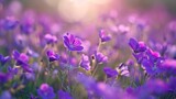 Fototapeta Kwiaty - Purple flowers growing on field