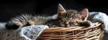 A Little Cat Is Sleeping In A Basket. Close-up