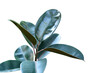 Rubber Plant, India Rubber Fig ornamental plant on white background