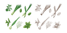 A Set Of Hand-drawn Colored And Monochrome Sketches Of  Herbs And Seasonings. Leek, Mint, Parsley, Dill. For The Design Of Menu Of Restaurants. Vintage Illustration.