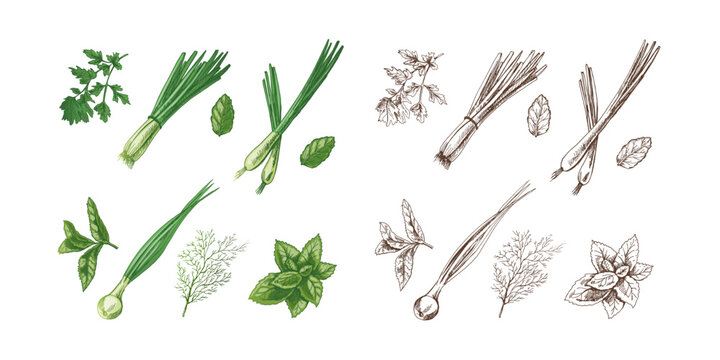 A set of hand-drawn colored and monochrome sketches of  herbs and seasonings. Leek, mint, parsley, dill. For the design of menu of restaurants. Vintage illustration.