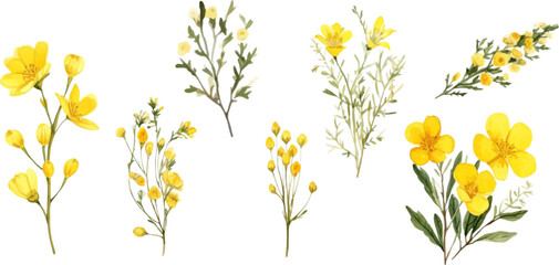 Set of yellow flowers on white background