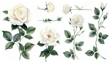 Set Of Watercolor On Floral White Rose Branches. Wedding Concept A White Background