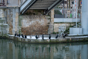 Wall Mural - Paris, France - 01 20 2024: Great black color cormorants on Bassin de la Villette under the snow.