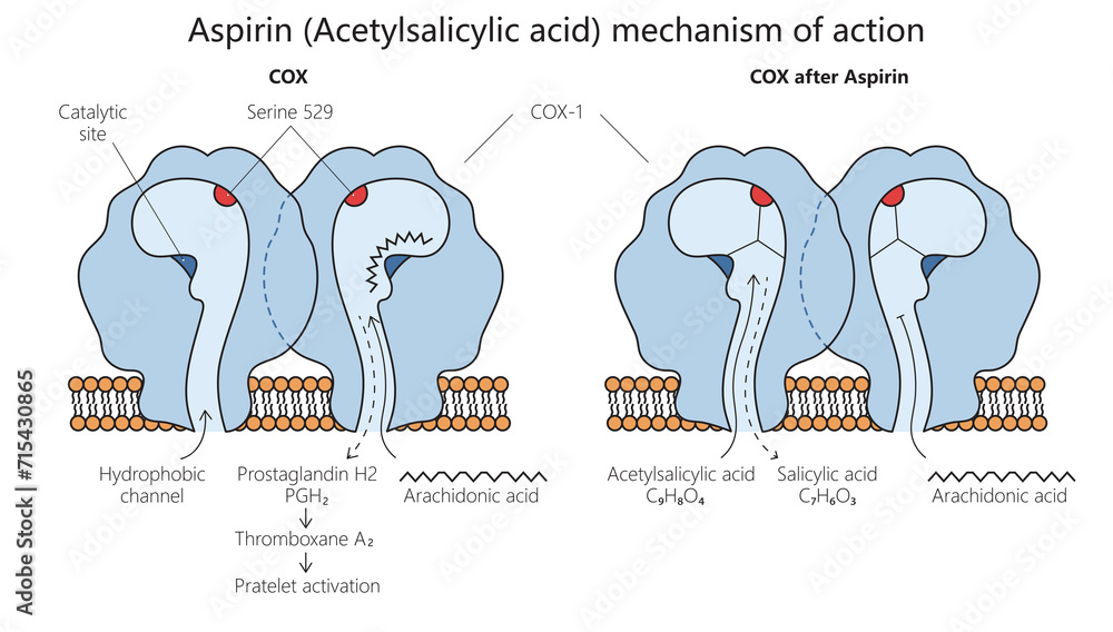 Salicylic Acid To Aspirin Mechanism