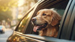 golden retriever dog in car