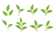 set of green branches with leaves, plant sprout, plants twigs and sprig