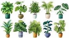 Collection Of Decorative Houseplants Isolated On White Background