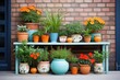 display of assorted plants in stylish terracotta pots