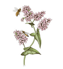 Wall Mural - Honeybee pollinating blooming buckwheat plant