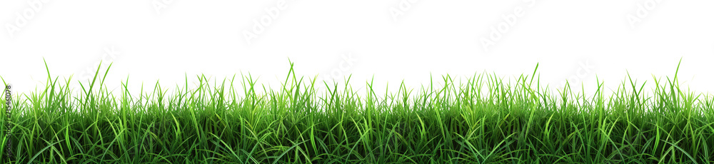 Green grass on transparent background. Spring or summer plant lawn