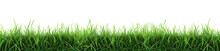 Green Grass On Transparent Background.  Spring Or Summer Plant Lawn