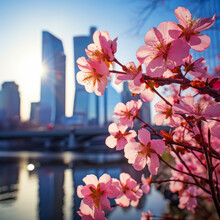 Blooming Pink Sakura Cherry Trees Against The Backdrop Of A Modern Large Modern City, Metropolis. Romance And Love, Tenderness. Abstract Natural Spring Background Light Rosy Dark Flowers Close Up.