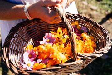 Crop woman with wicker basket of aromatic cosmos flowers