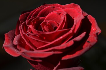 red rose closeup