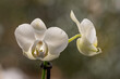 Weisse Orchid Blume - Orchideen