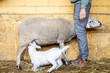 Farmer with a baby lamb suckling from its sheep mother on a rural organic farm. Outdoor animal care and welfare.