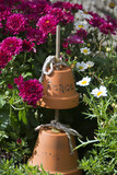 Fototapeta  - Trough container with dwarf pink chrysanthemum and terracotta pots with words Peace and Love on them.