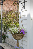 Fototapeta  - White and purple aubretia plant in a hanging basket outside a house.