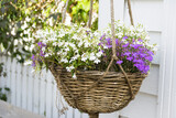 Fototapeta Boho - White and purple aubretia plant in a hanging basket outside a house.