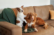 Two companionable dogs, a Jack Russell Terrier and a Nova Scotia Duck Tolling Retriever, share a cozy couch