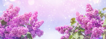 Blooming Violet Lilac Flowers In A Garden. Lilac Flowers Spring Blossom.   Blooming Purple Lilac Against A Blue Sky.  Background With Blooming Lilacs.