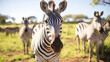 close up from a zebra surrounded with black and white stripes in his herd