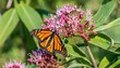 swamp milkweed asclepias incarnata in bloom with a monarch butterfly danaus plexippus feeding on nectar in the flowers