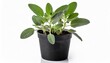 small plant of the garden herb sage salvia officinalis cultivar berggarten in a black plastic pot isolated