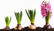 Growth Stages Of A Pink Hyacinth From Flower Bulb To Blooming Flower Isolated On White