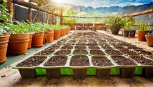 Seedling Trays Filled With A Soil On Table During The Sowing Seeds Process Close Up