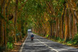 © robertharding - View of tree lined road near Sir Seewoosagur Ramgoolam Botanical Garden, Mauritius