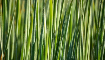 Canvas Print - green reed abstract background