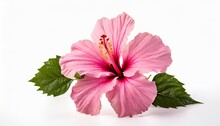 Pink Hibiscus Flower Isolated