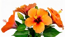 A Bouquet Of Orange Hibiscus Flowers Isolated On White Background