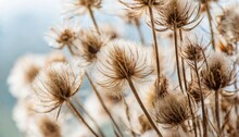 Cute Tiny Fluffy Dried Flowers With Brown Seeds Beautiful Branches Romantic Bouquet For Wallpaper On Light Blur Background Macro