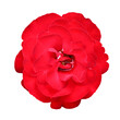 Red rose isolated on white background with clipping path