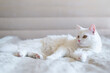 © Nastassia - Cute white cat lies on the sofa, relaxing in the comfort of their home, enjoying the peace and quiet of their surroundings