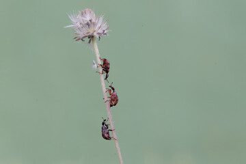 Wall Mural - Three weevil giraffes are looking for food in wild flowers. This insect has the scientific name Apoderus tranquebaricus.